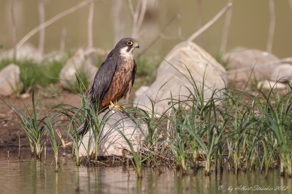 Eleonora&rsquo;s Falcon &copy; A. Stoecker