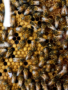 Bee Park Antelia