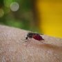 Вірус Західного Нілу на Кіпрі: які симптоми має знати кожен